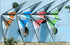 free shipping 260cm dancing swallow kite flying for adults stunt kite line Junlong dual line kite sport kites factory parachute