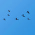 kite pendant soft inflatable kite pendant for audlts outdoor fun large kite line laundry for free shipping