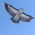 free shipping eagle kite flying string line for children kite factory ikite bird kite ripstop nylon fabric outdoor game sports