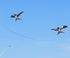 free shipping Pole Swallow kite flying toys for children handle line winder sports outdoors fun hand game mini kite rods fishing