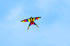 free shipping rainbow bird kites toys for kids kites nylon kites children kites snake flying line weifang kite factory eagle koi