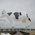 free shipping 3m cow kite pendant kite factory outdoor fun sports for adults kites and rays and lines paragliding rainbow high