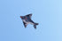 free shipping 10pcs dolphin kites flying toys for children kites factory nylon kites reel snakes kites wholesale weifang ikite