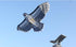 free shipping 10pcs/lot eagle kite wholesale factory weifang kite ripstop nylon fabric flying bird kites for adults professional