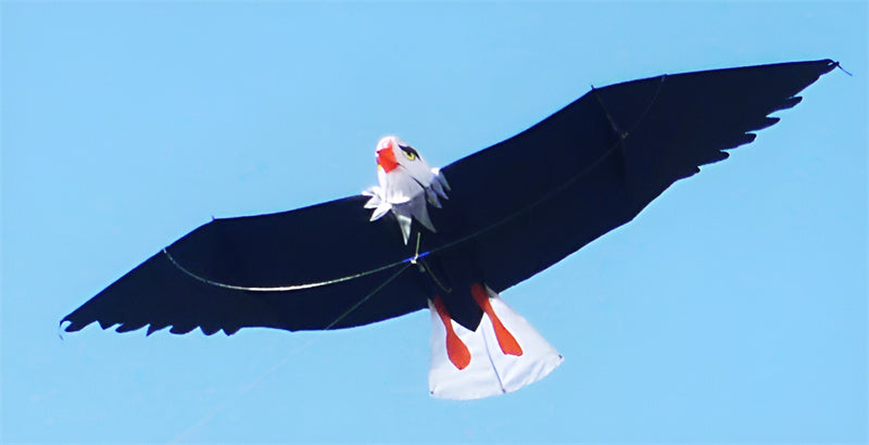 free shipping white eagle kite handle line kite surf for adults 3d kites kids flying toys windsocks bird kites sutherland sharks