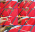 Free Shipping dual line stunt kites flying power kites factory beach kites for adults kites winds professional kite flying toys