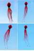 free shipping 28m Capricorn octopus kite flying soft kite weifang kite factory walk in sky parachute kites ikite snake air