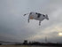 free shipping 3m cow kite pendant kite factory outdoor fun sports for adults kites and rays and lines paragliding rainbow high