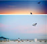 free shipping new eagle kite flying string line for kids kite factory outdoot sports games toys for children kites bird kite koi