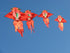 free shipping goldfish kite flying traditional swallow kite string line for children kites fish kites kids toys outdoor game koi