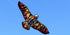 free shipping firebird kite flying children eagle kite toys nylon kites birds kites parachute indonesia line for kite paracaida