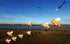 Free Shipping 3m Pig Kite Line Laundry Pendant Soft Inflatable Show Kite for Kite Festival 30D Ripstop Nylon with Bag