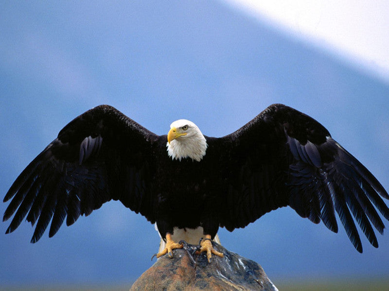 free shipping 10pcs/lot eagle kite wholesale factory weifang kite ripstop nylon fabric flying bird kites for adults professional