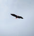 free shipping white eagle kite handle line kite surf for adults 3d kites kids flying toys windsocks bird kites sutherland sharks