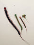free shipping 12m large Centipede kite pendant flying windsock kite tails outdoor toys nylon kites for adults kites factory koi