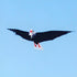 free shipping white eagle kite handle line kite surf for adults 3d kites kids flying toys windsocks bird kites sutherland sharks