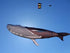 free shipping 17m shark kite flying whale kite pendant outdoor fun sports parachute kites for adults kite wheel folding kites