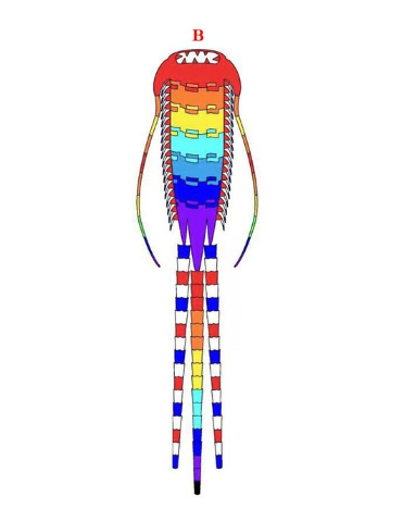 Free Shipping 15m Ancient Trilobite Kite Line Laundry Pendant Soft Inflatable Show Kite for Kite Festival 30D Ripstop Nylon with Bag