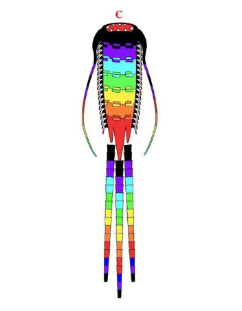 Free Shipping 15m Ancient Trilobite Kite Line Laundry Pendant Soft Inflatable Show Kite for Kite Festival 30D Ripstop Nylon with Bag